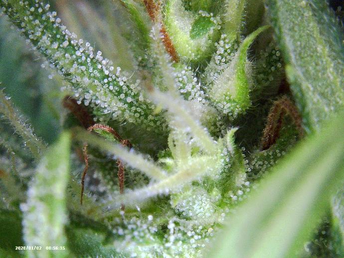 Trichomes on Grail hemp