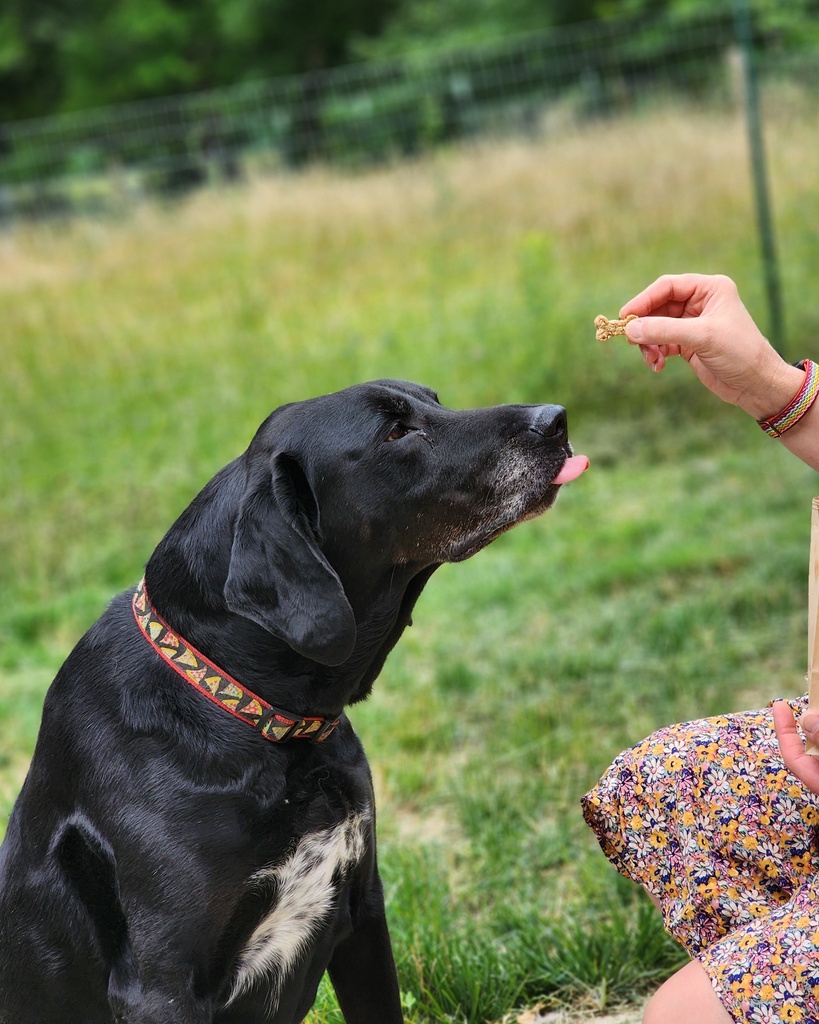 Bark Off Flea and Tick Repellant Dog Biscuits