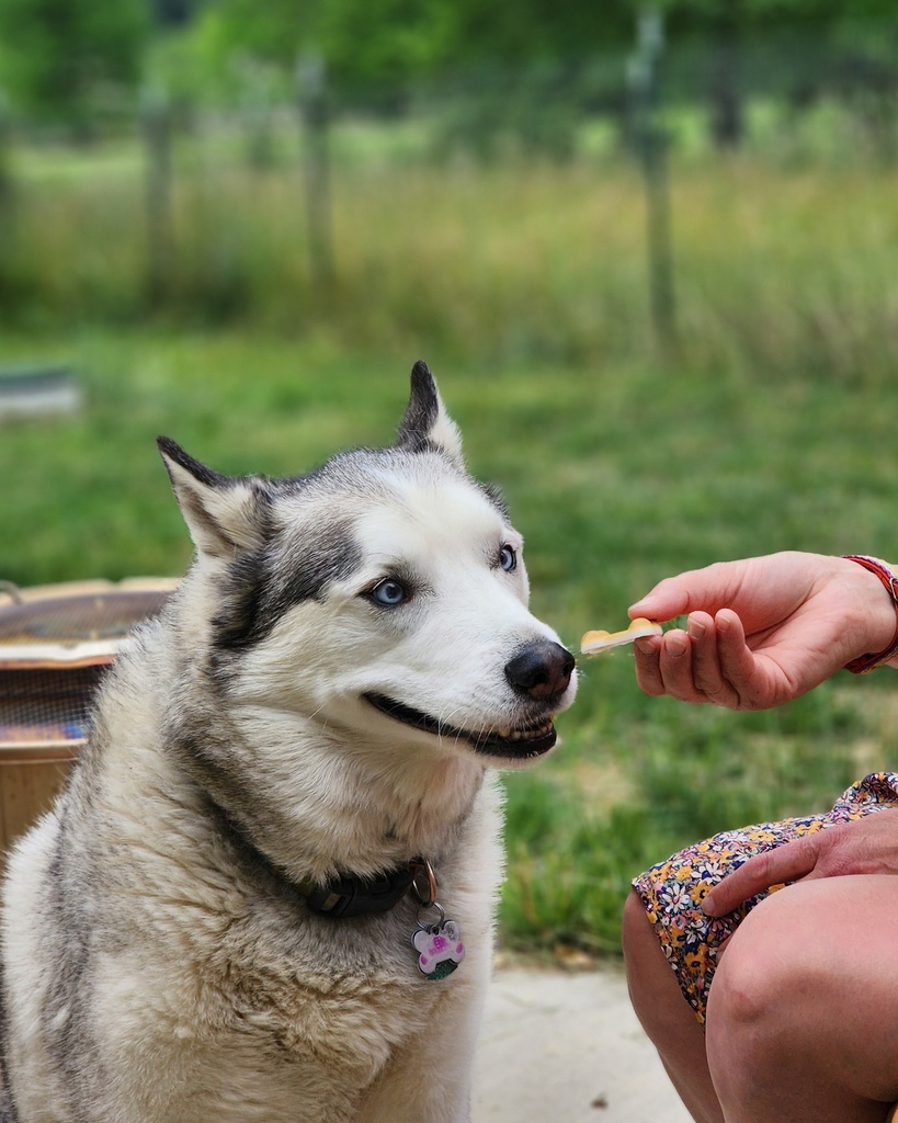 Fluff Off Flea and Tick Repelling Dog Treats