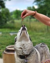 Bark Off Flea and Tick Repellant Dog Biscuits