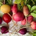 French Breakfast Radish Bunch