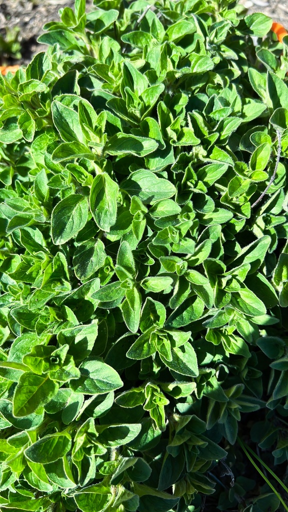 Marjoram