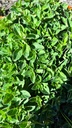 Marjoram