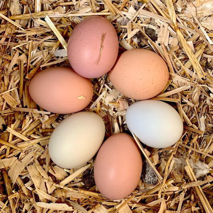 Farm Fresh Eggs (Local Pickup Only)